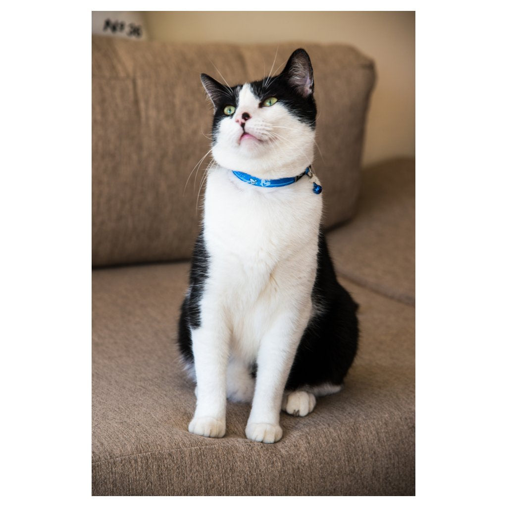 Rogz KiddyCat Breakaway Buckle Collar