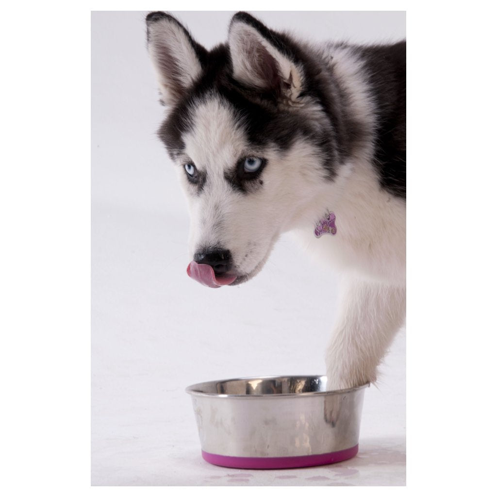 Rogz Stainless Steel Slurp Dog Bowl