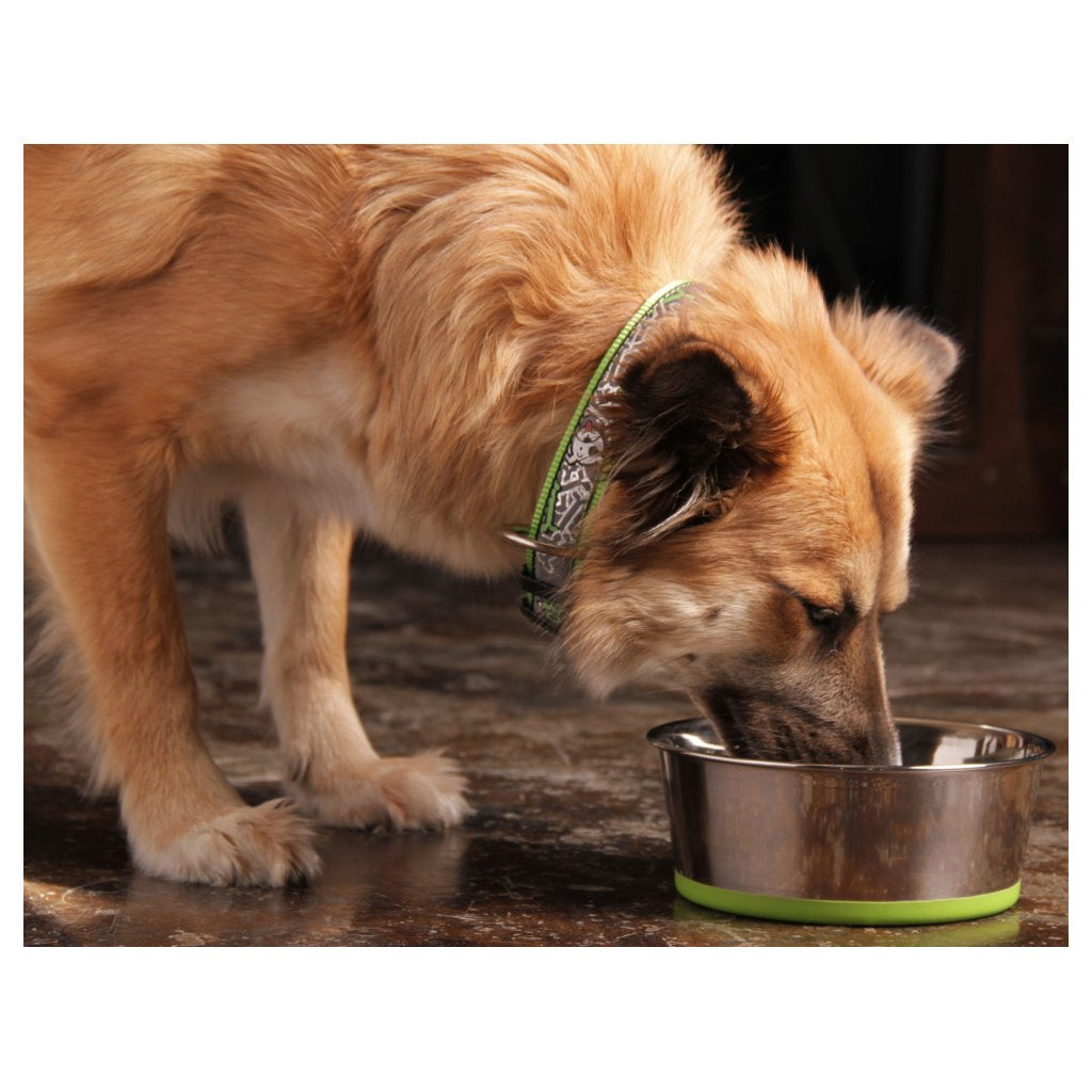 Rogz Stainless Steel Slurp Dog Bowl