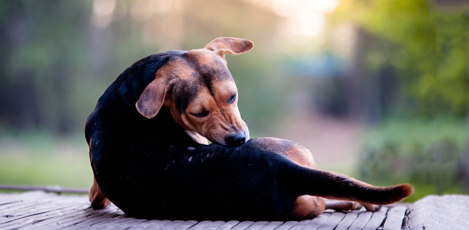 Ticks And Fleas Must Fall