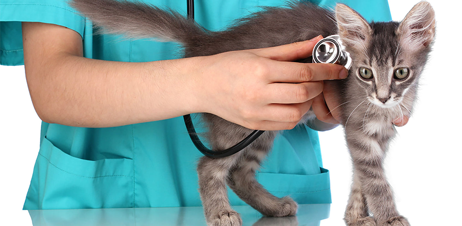 Save Your Pet With Medical Insurance