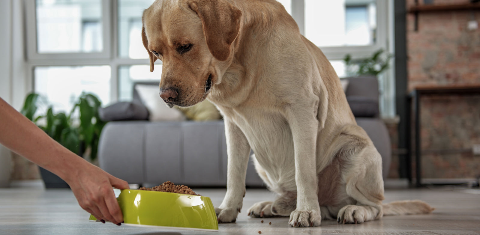 Decoding Pet Food Labels
