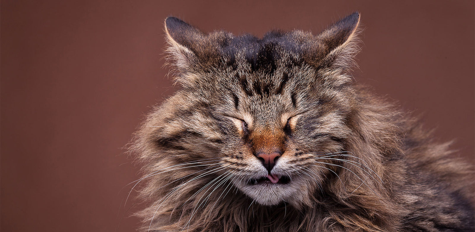 Stop The Sneezing And Scratching Now