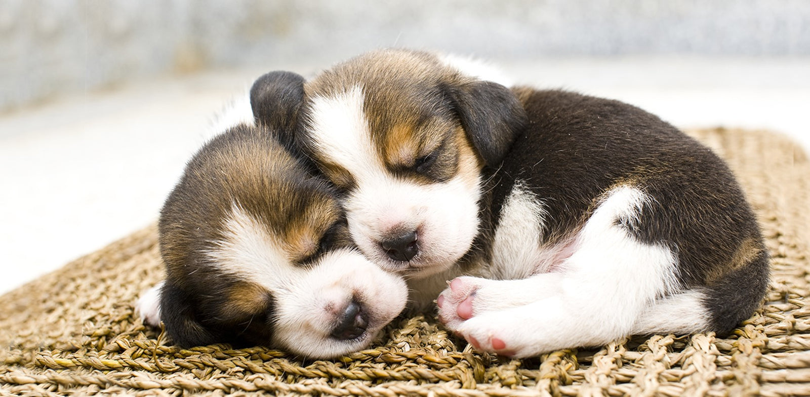 Pets Are a Commitment for their Entire Lifetime