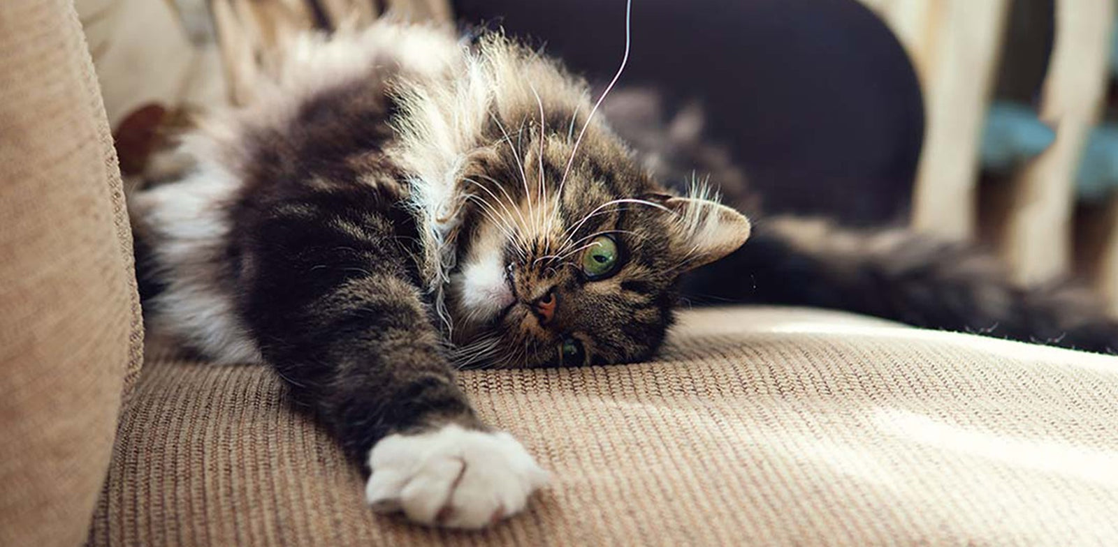 Natural Scratching Instincts