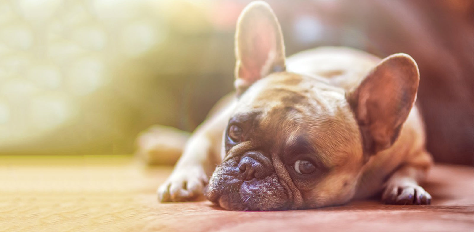 Beware of Heatstroke in Summer