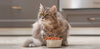 Your Cat Should Eat Like a Queen
