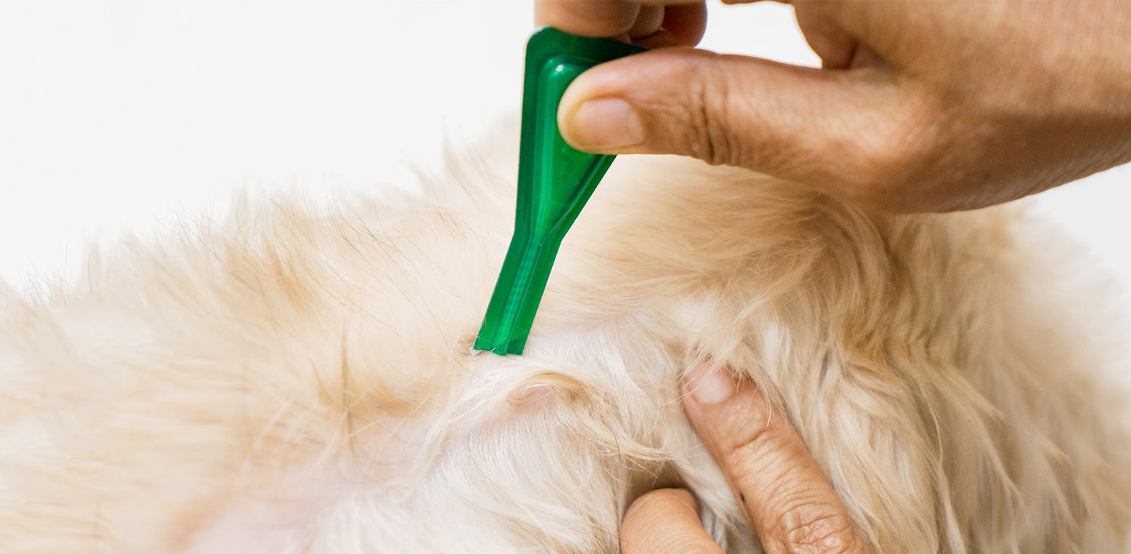 Stop The Scratch Before It Starts