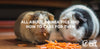 All About Guinea Pigs And How To Care For Them