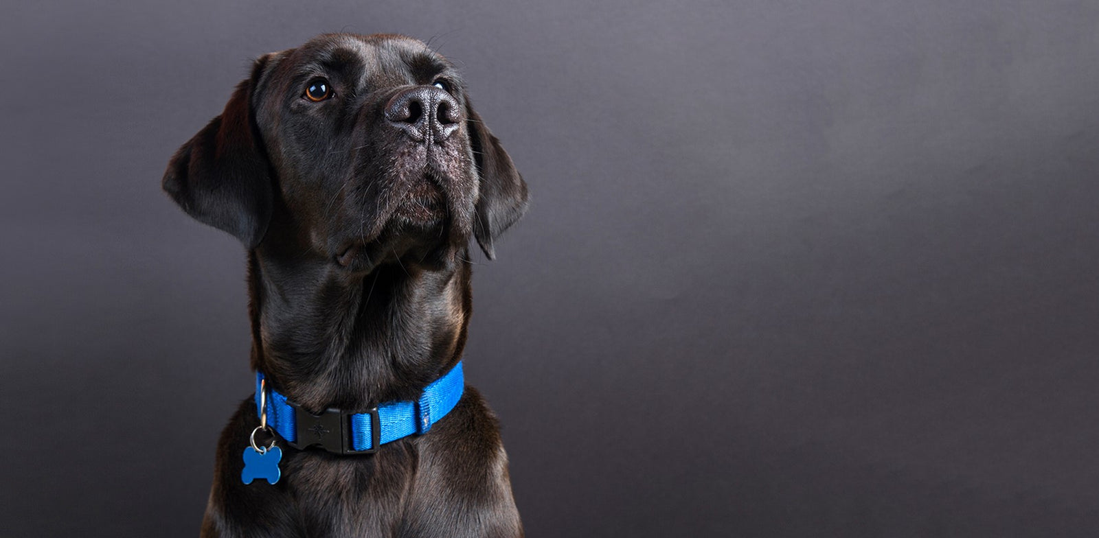Should My Dog Wear A Collar?