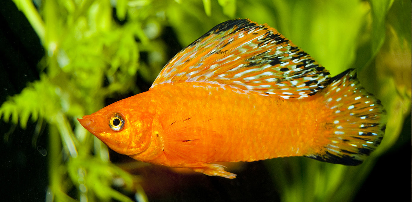 Gorgeous Guppies and Marvellous Mollies - Family Pet Centre