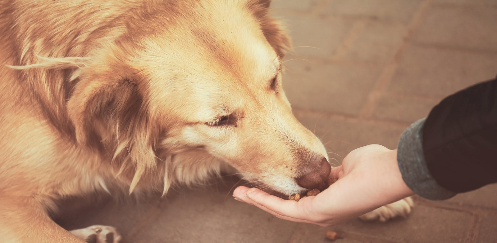 What Do You Feed Your Dog?