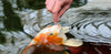 What and How to Feed your Koi