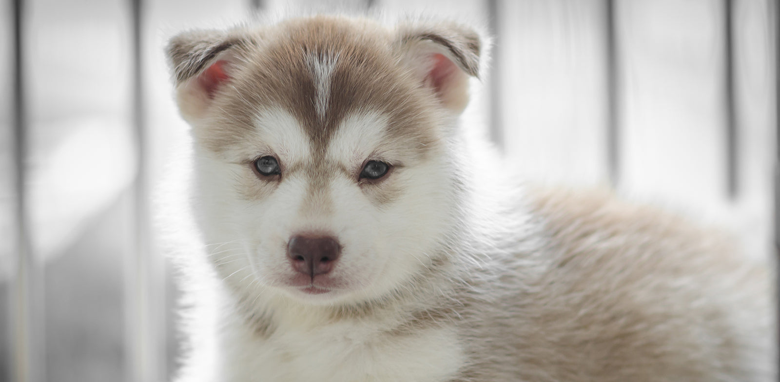 Keep Your Inquisitive Puppy Away From Danger