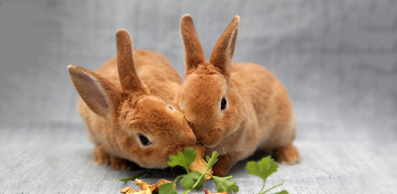 Ideal Rabbit Residence