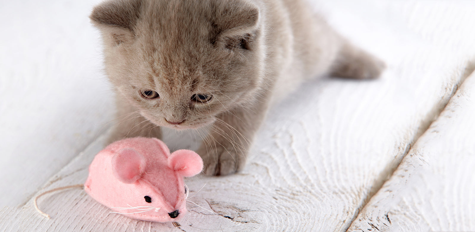 Activate Your Cat’s Senses