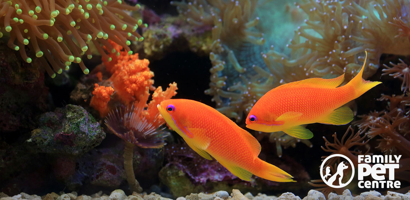 Best Fish Tanks for Beginners in South Africa: A Complete Buying Guide