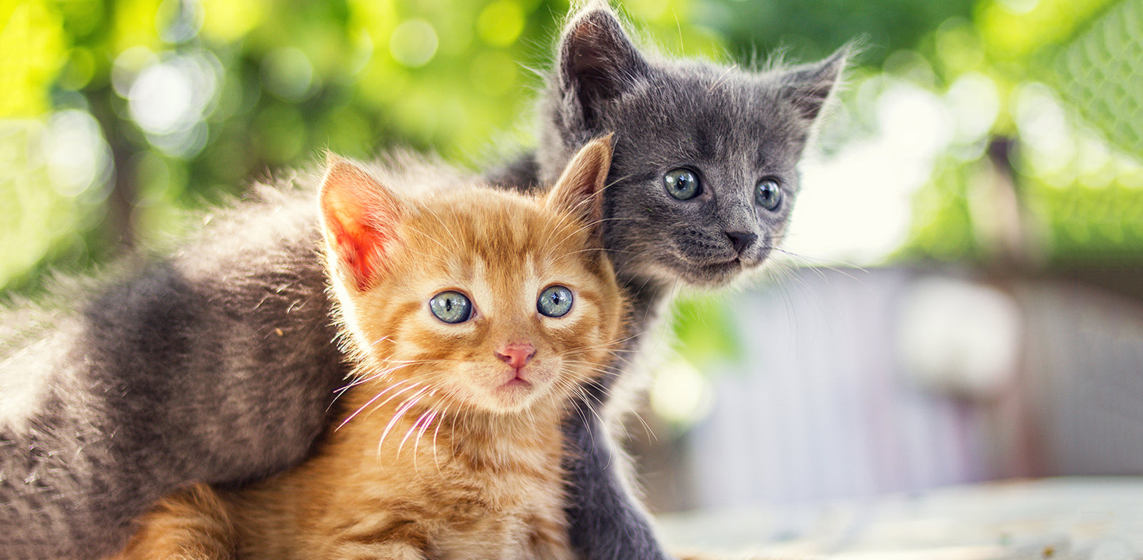 Preparing For a Kitten