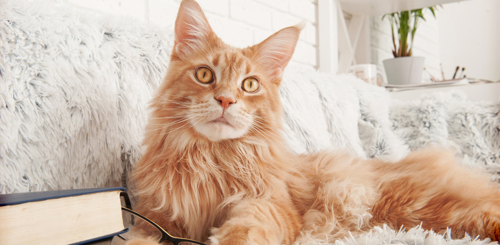 A Sparkling Clean Home is Possible