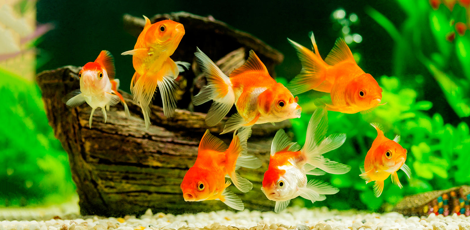 Starting A Successful Fish Tank