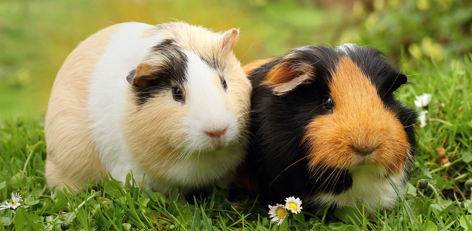 Basic Needs of Small Pets