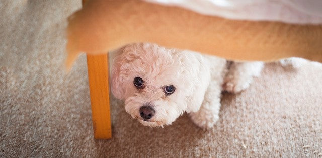 Fireworks and your pet