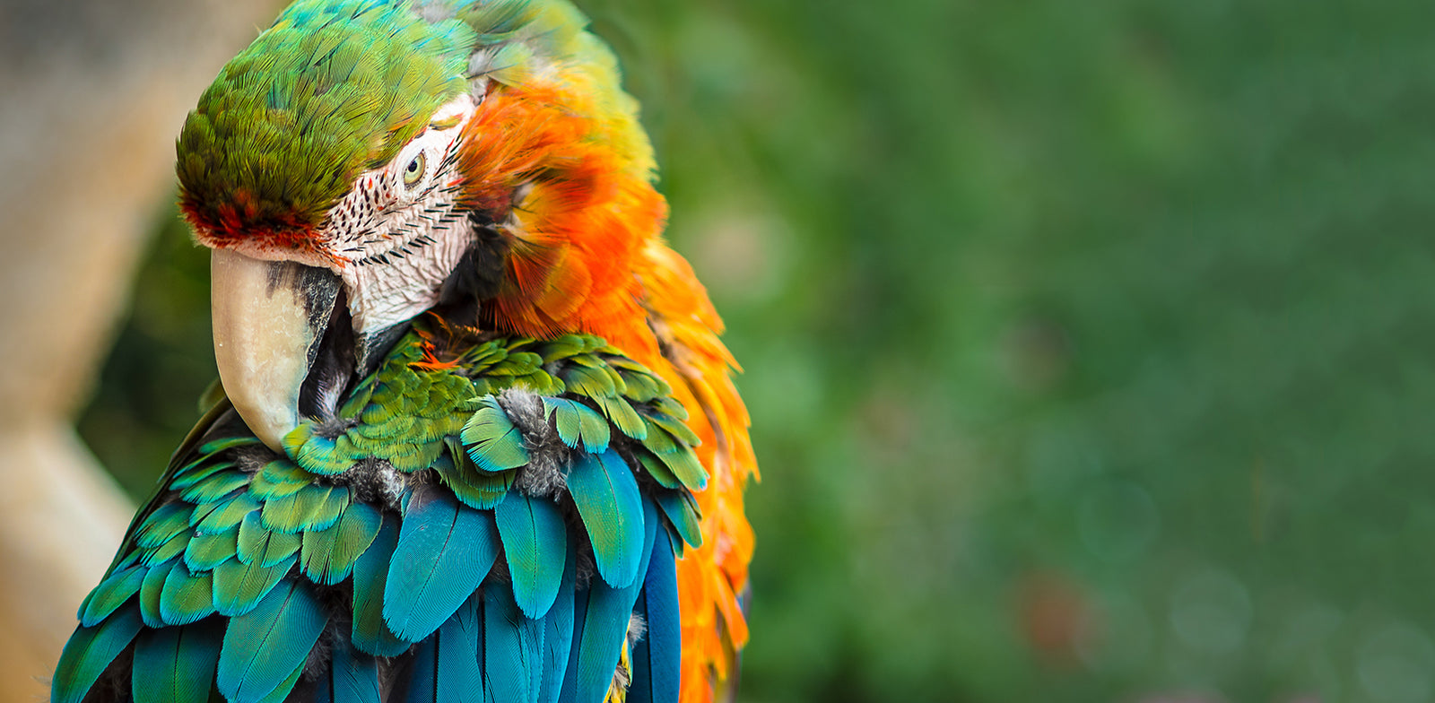 Parasite-Free Birds are Healthy