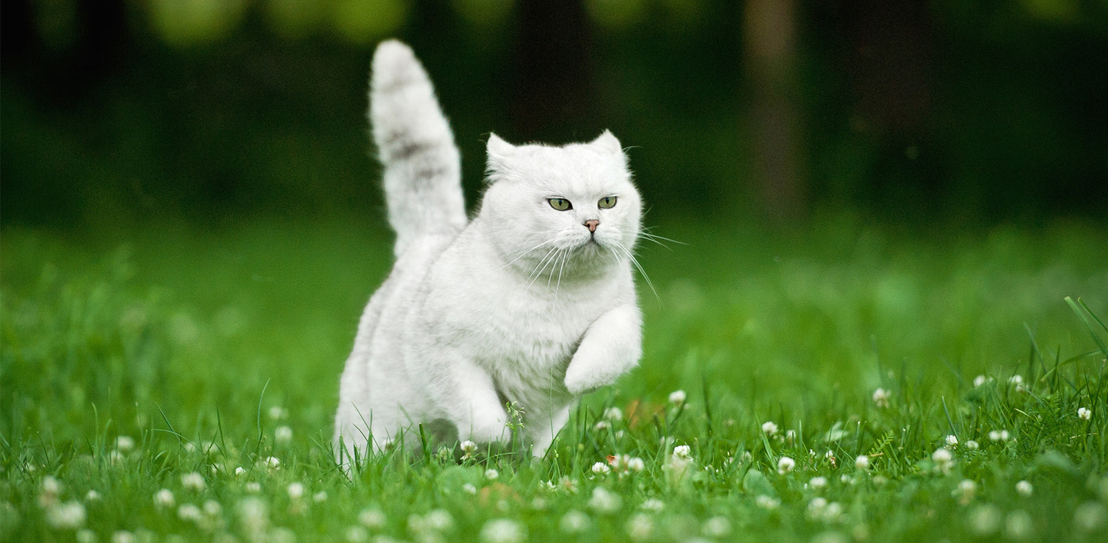 Cats Going Momentarily Crazy