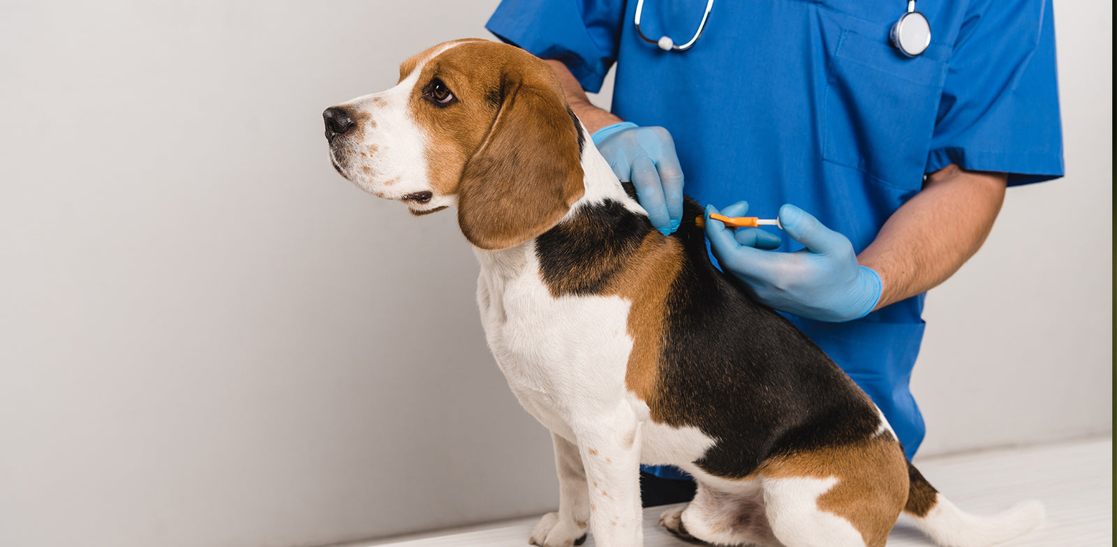 Microchipping is a Must!