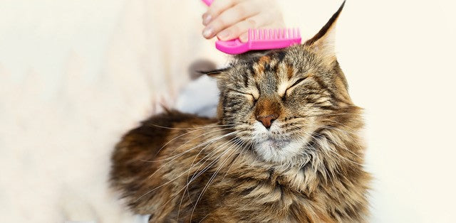 Million-Dollar Looks