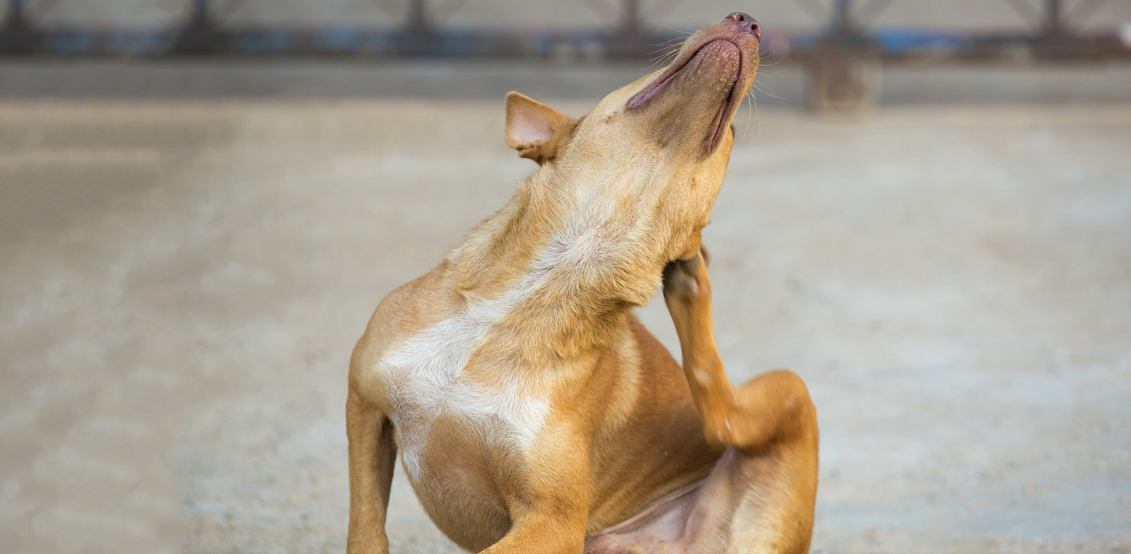 Say No To Ticks And Fleas