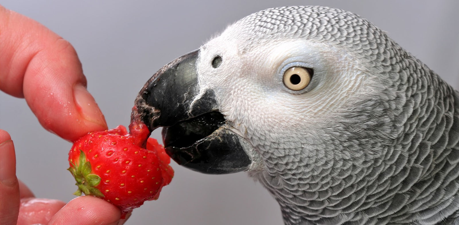 Parrot Nutrition