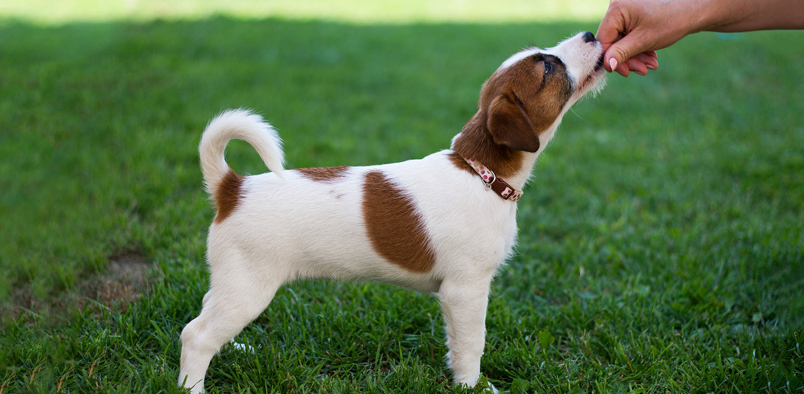 Find the right puppy school