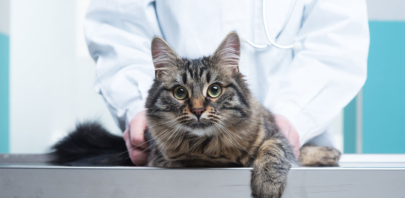 Rabies Is A Dreaded And Fatal Virus