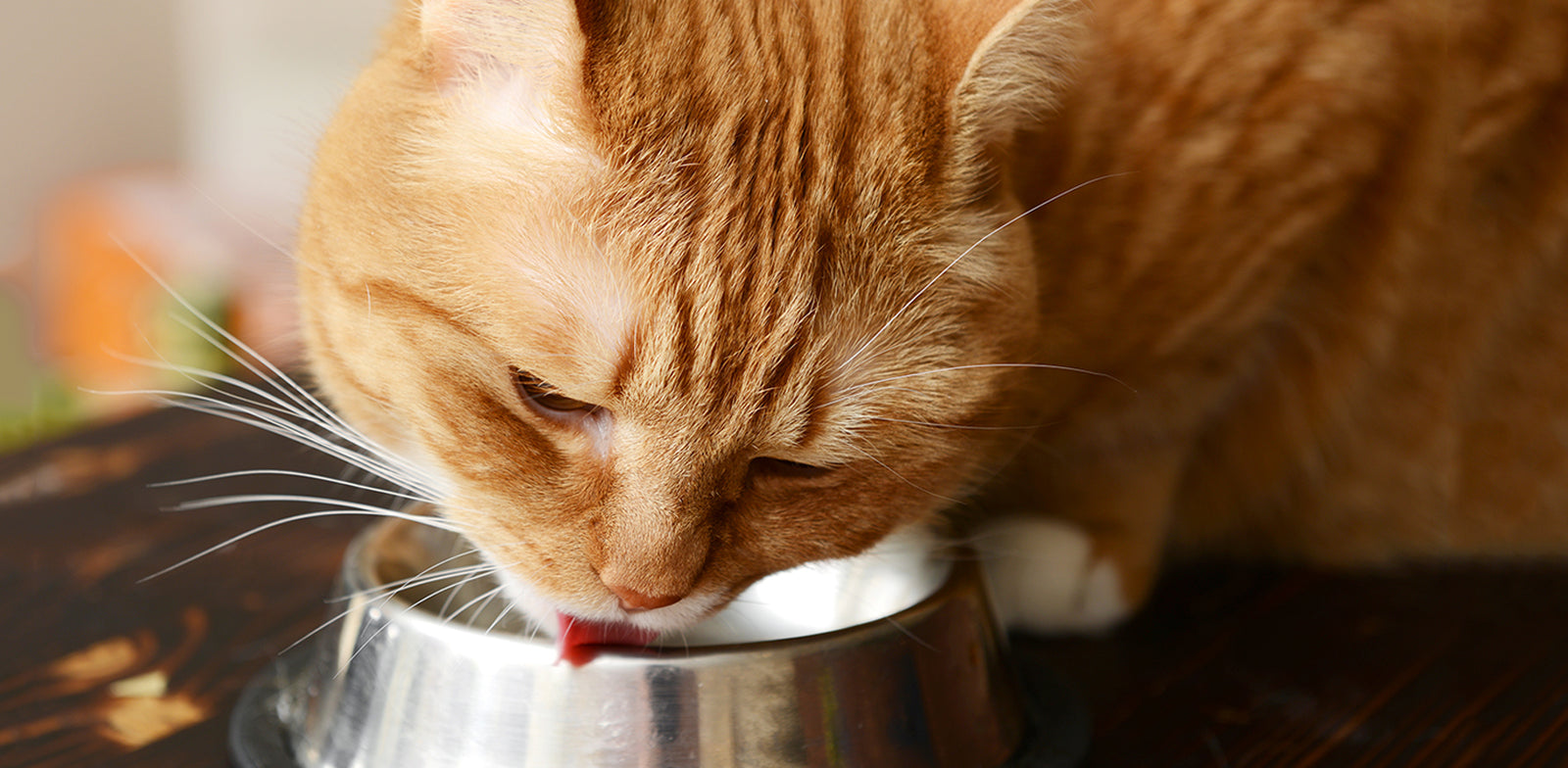 10 Tips for Fussy Cats
