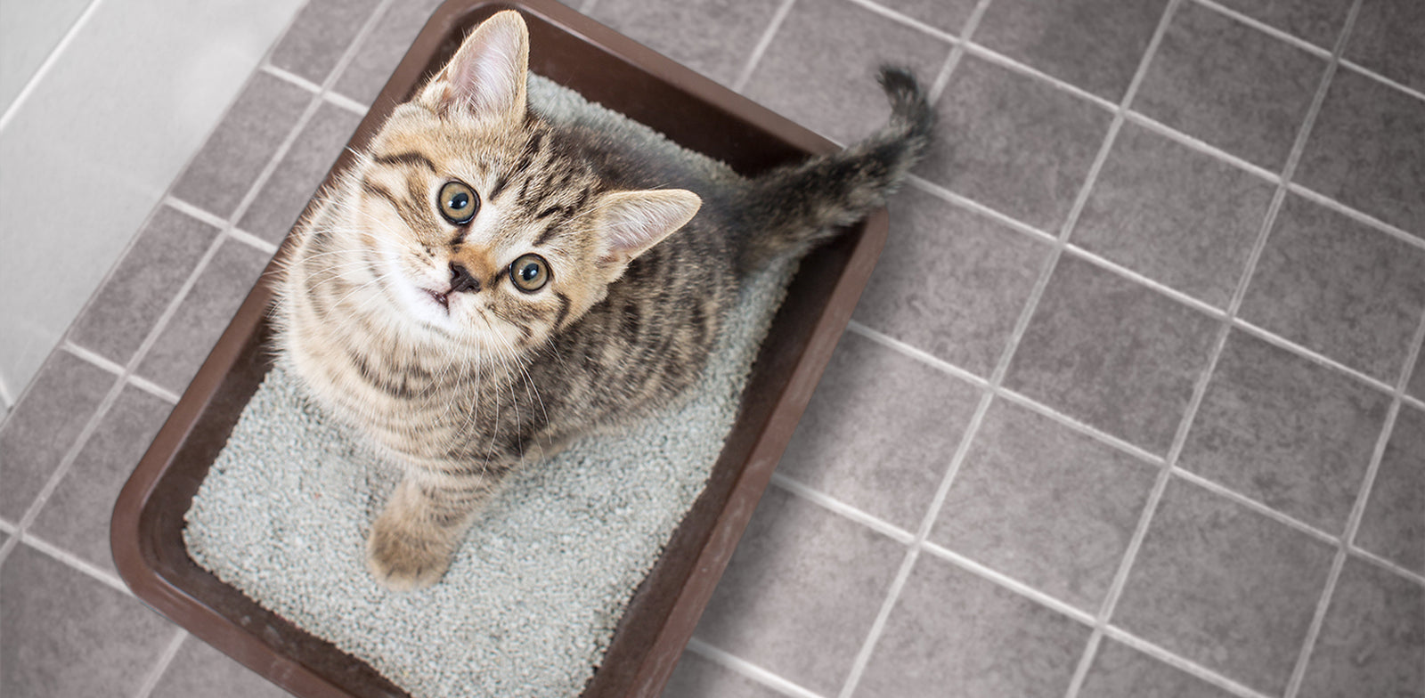 Your Cat And Her Litterbox Issues