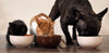 Choosing the right pet food for your dog or cat