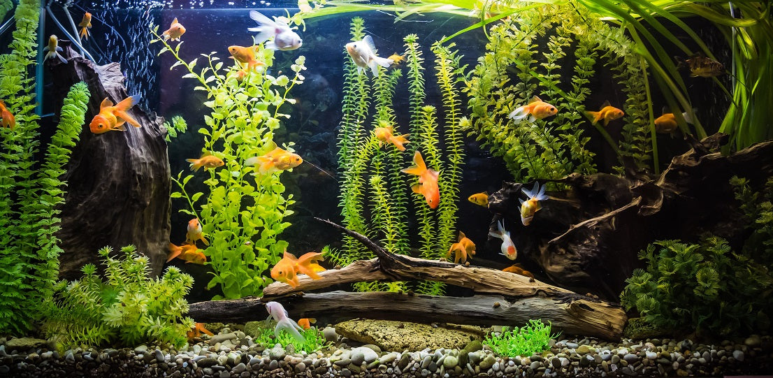 How to Set Up a Healthy Fresh Water Aquarium - Family Pet Centre