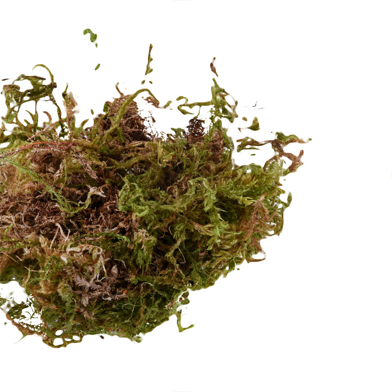 Bio Earth Reptile Sphagnum Peat Moss 10L