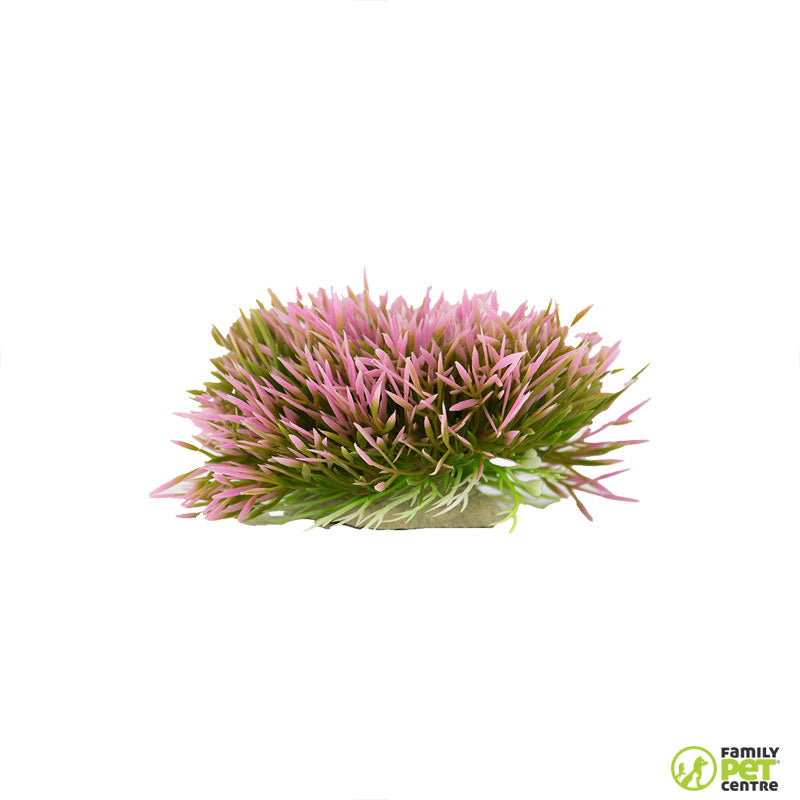 Zugo Rosy Shrub