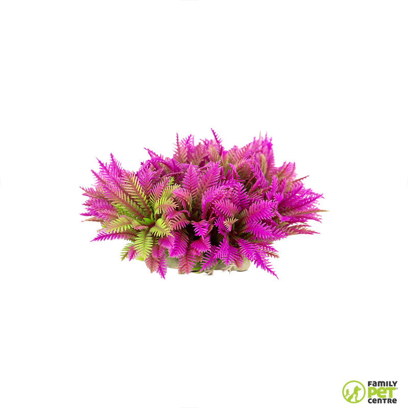 Zugo Ferny Pink Shrub