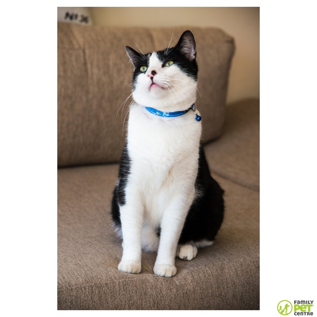 Rogz KiddyCat Breakaway Buckle Collar